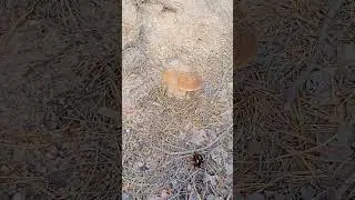 Собираем грибы