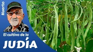 JUDÍA VERDE, ALUBIA: COMO SEMBRAR Y CULTIVAR DE LA JUDÍA. Verde y seca (boliche).