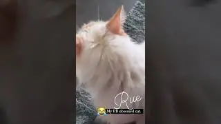 My peanut butter obsessed cat.