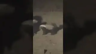 Медоед против гиен