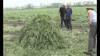 Шериф жжет коноплю D