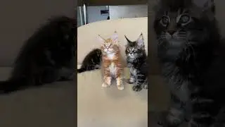 Котята мейн-куны в 2 месяца