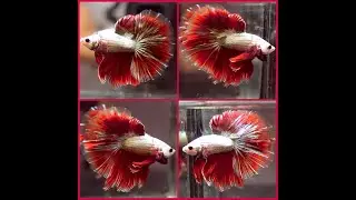 Betta Fish PREMIUM RED COPPER DRAGON Halfmoon Male X510