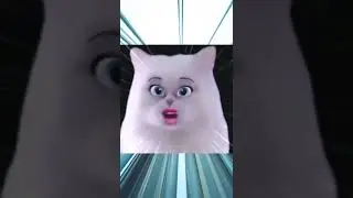 Süße Katze singt😮😍( Witch Doctor )