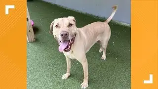 Pets of the Week: 9-7-2024