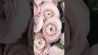 Flowers that transform 