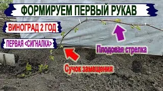 🍇 Как получить СИГНАЛЬНУЮ ГРОЗДЬ на винограде? Формируем правильно первый рукав с плодовым звеном.