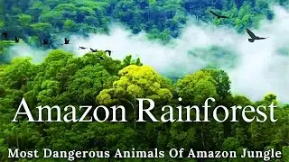 Most Dangerous Animals of the Amazon Rainforest | World of the Wild