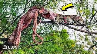 Crazy Battle - Leopards Ambush While Hunting Giant Python