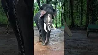 After Effects Motion tracking || Elephant 01