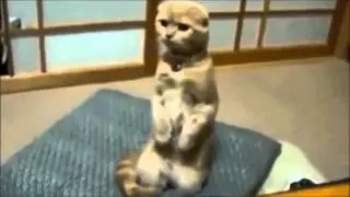 Кошки приколы Смешная видео подборка