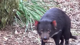TASMANIAN DEVIL