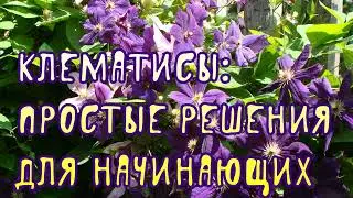 Клематисы: простые решения для начинающих
