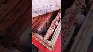 Качаю первый мед!!