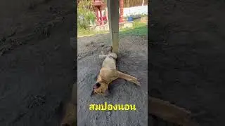 สบายปานหมา😊😊ดูท่านอน