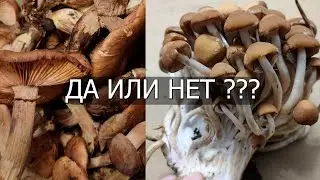 Первый раз за ГРИБАМИ / прогулка по лесу / КАКИЕ ГРИБЫ СЬЕДОБНЫЕ???