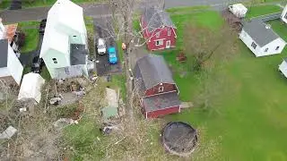 Watch the biggest Poplar tree come down!
