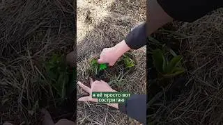 Как убирать сорняки 