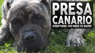 PRESA CANARIO 101! Everything You Need To Know About The Presa Canario!