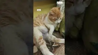 Спят усталые...котики. 🐱😇