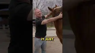 Rescue Horse Prince has an Achy Neck ~ Gets BIG Chiropractic Adjustment & Some Good Stretches!