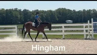 HINGHAM (Flat W/T/C) - Adoptable Thoroughbred Gelding - New Vocations