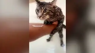 CRAZY CATSSS !!!! SO funnyy :)) 
