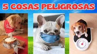 🫤TU PERRO te SUPLICA QUE NO HAGAS