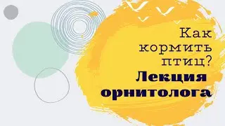 Лекция орнитолога. Как правильно кормить птиц?