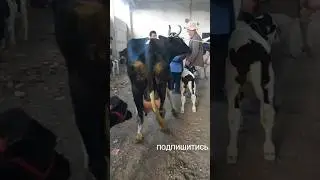 Корова в Таджикистане, 