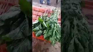 ఆకు కూరలు వాడి పోకుండా కెమికల్స్ వాడితే, వాడి పోయినవి కూడా ఎలా ఫ్రెష్ గా అవుతున్నాయో  చూడండి.