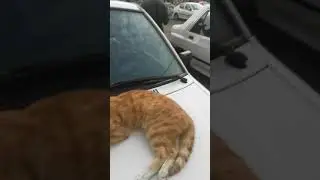 cute cat homeless #shorts