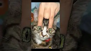Котики 🐈 манюкюр КОШАЧИЙ ГЛАЗ. !  Это невероятно! #music #маникюр #кошачийглаз #котики #cat #funny