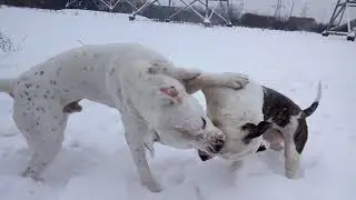 PIT BULLDOG AREY - PIT BULLDOG TERRY