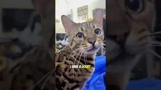 I have a doubt.. #cat #cats #meow #capcut #shorts #funny #facts #question #doubt #funnyvideo