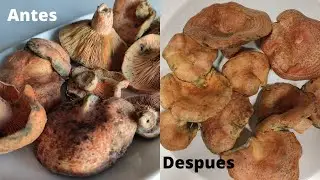 Como LIMPIAR los NISCALOS (Robellones)  FACIL 🍄 (Guia DEFINITIVA)💯