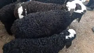 Баликчида куй кузи нархлари кана босган кузилар. Baliqchda qozilar kopayib arzonlab ketdi
