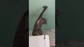 Kucing Perbaiki Lampu Yang Putus Malah Begini #short #shorts #shortvideo #shortsvideo #cat