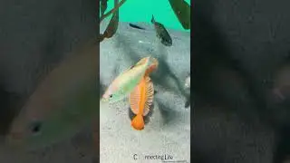 Unique sea creature