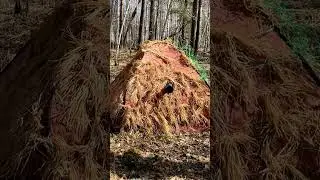 Утро на глухарином току. 