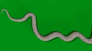 white snake green screen | snake green screen | nagin bela snake green screen |#green #greenscreen