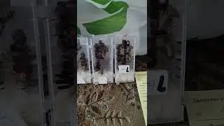 Карника островная из Германии.
