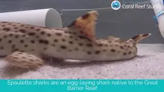 Epaulette Shark Development