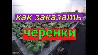 Как заказать растения?
