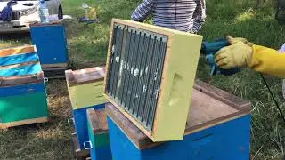 Работа по быстрому удалению пчелы воздуходувкой Makita 600 Вт, проверка отстройки вощины
