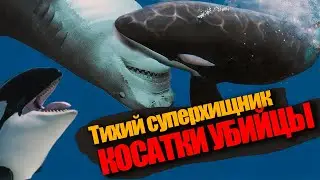 На что способен тихий суперхищник | Косатки убийцы