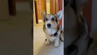 СМЕШНЫЕ ЖИВОТНЫЕ | КОГДА ПОСТЕЛИЛ СОБАКЕ В КОРИДОРЕ