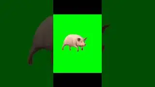 Pig Green Screen Short Running Videon