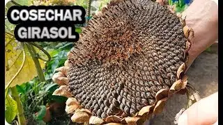 Como Y Cuando Cosechar Girasol Para Pipas Y Obtener Semilla || La Huertina De Toni