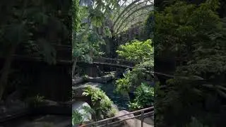 sound of nature 🍃🪴 #nature #zoo #fypシ